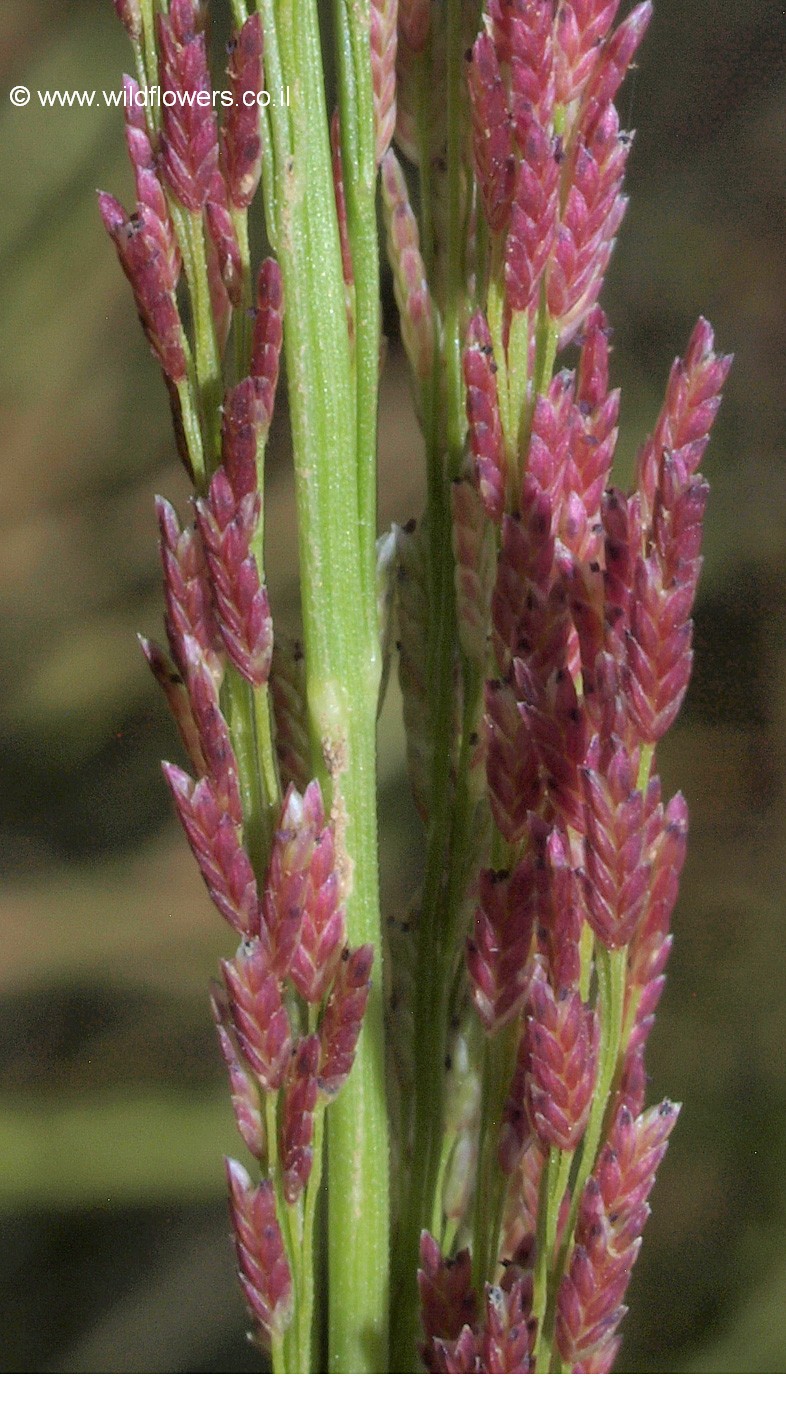 Eragrostis japonica